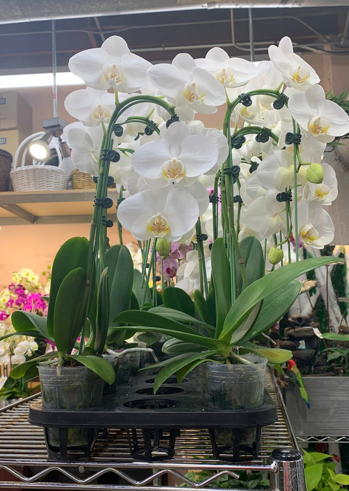 3" Pot Cascade PHALAENOPSIS