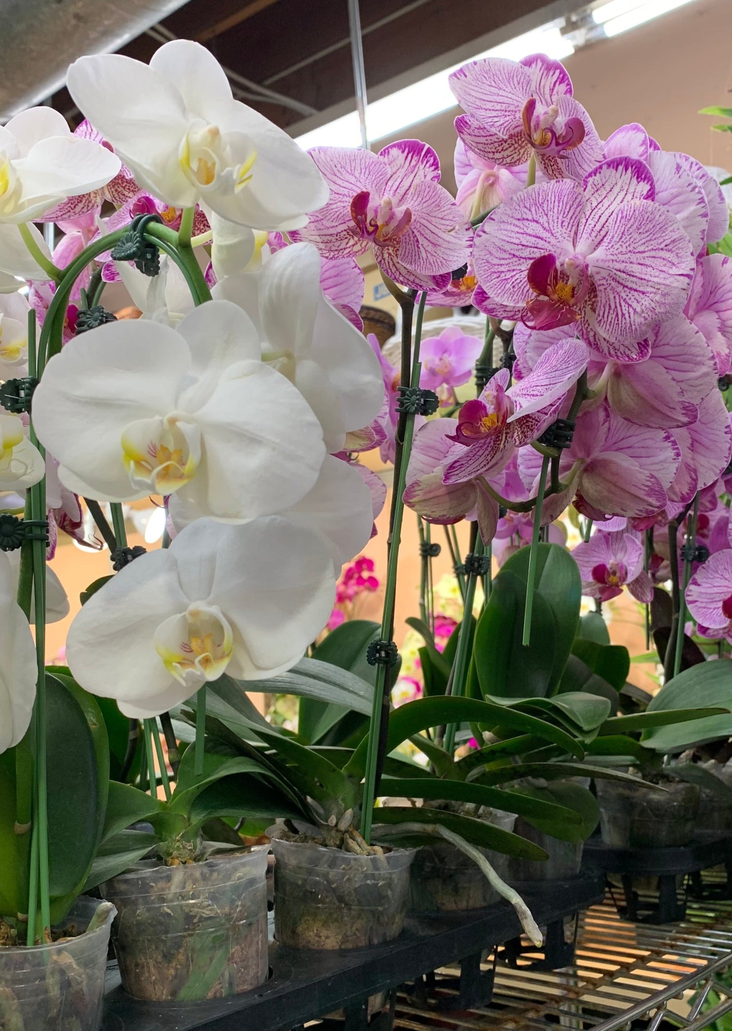 3" Pot Cascade PHALAENOPSIS