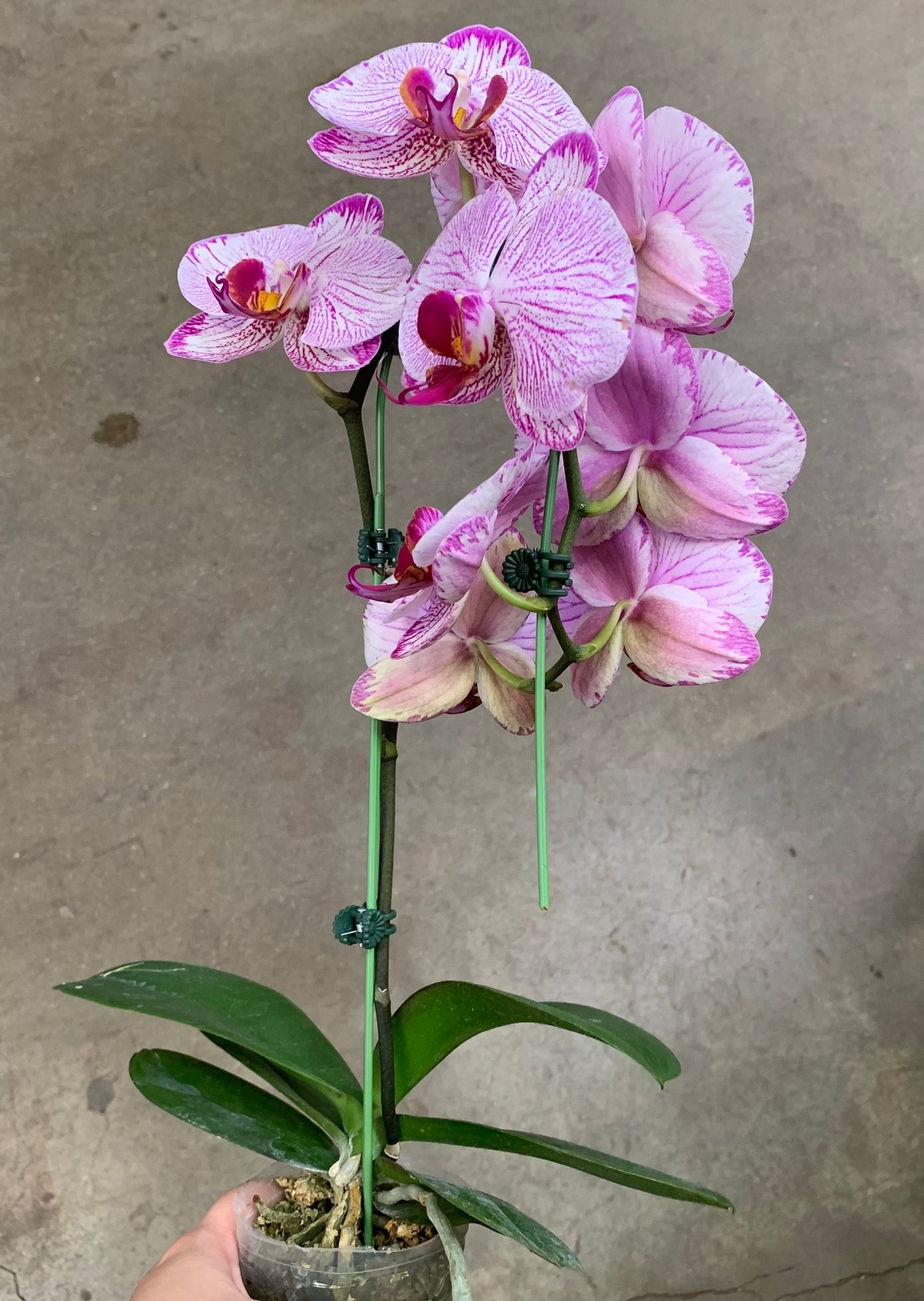 3" Pot Cascade PHALAENOPSIS