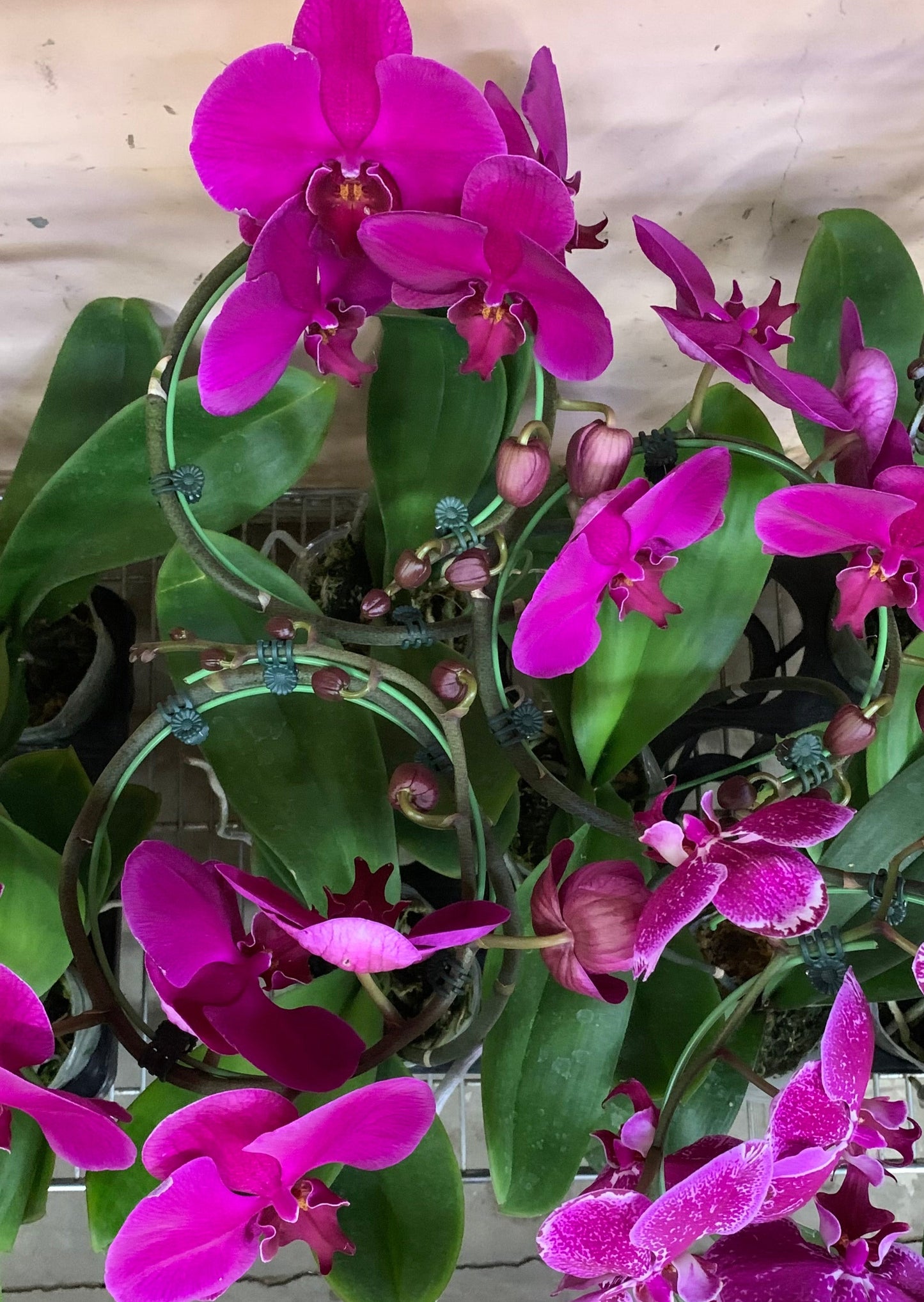 3" Pot Tornado PHALAENOPSIS