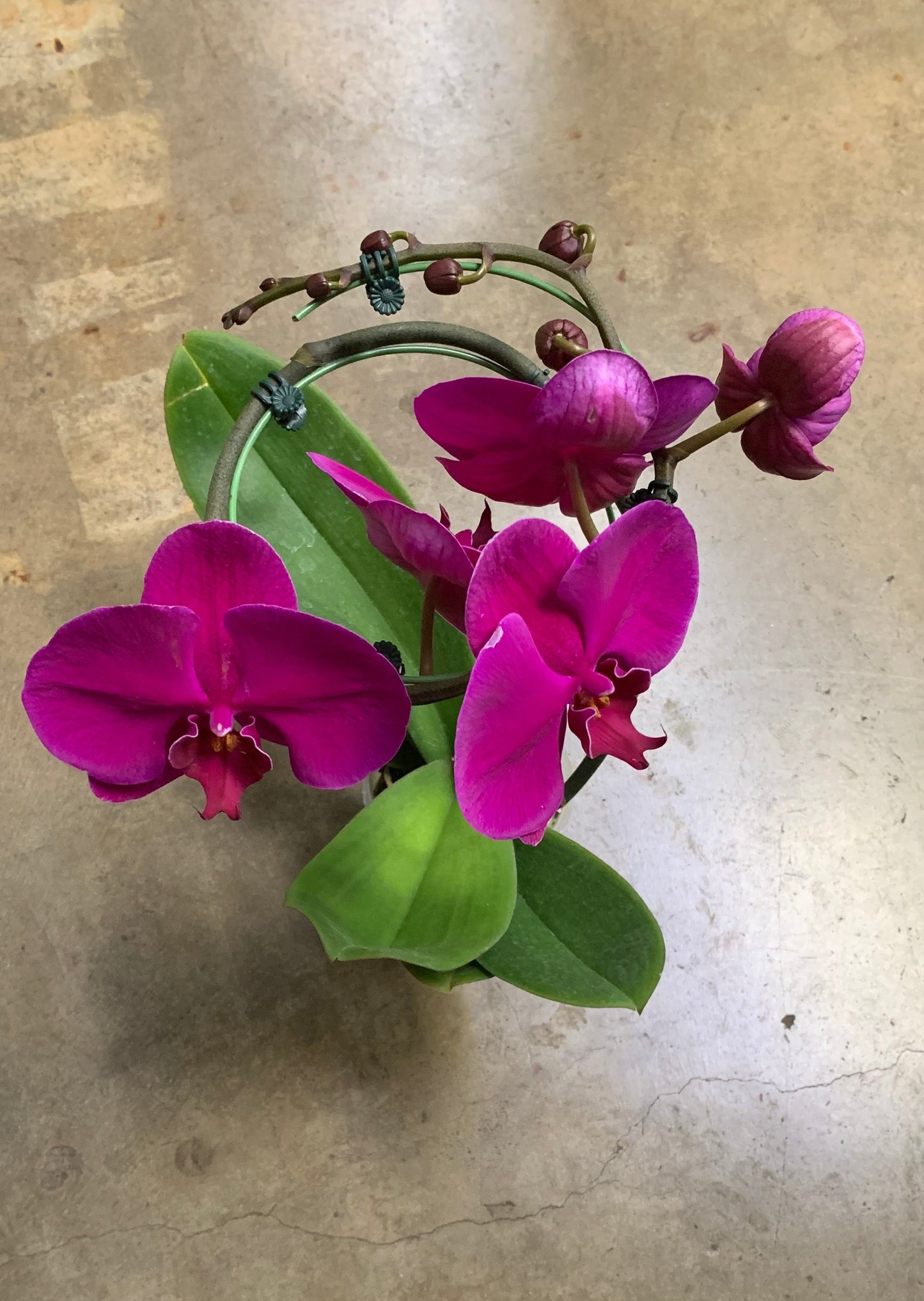 3" Pot Tornado PHALAENOPSIS