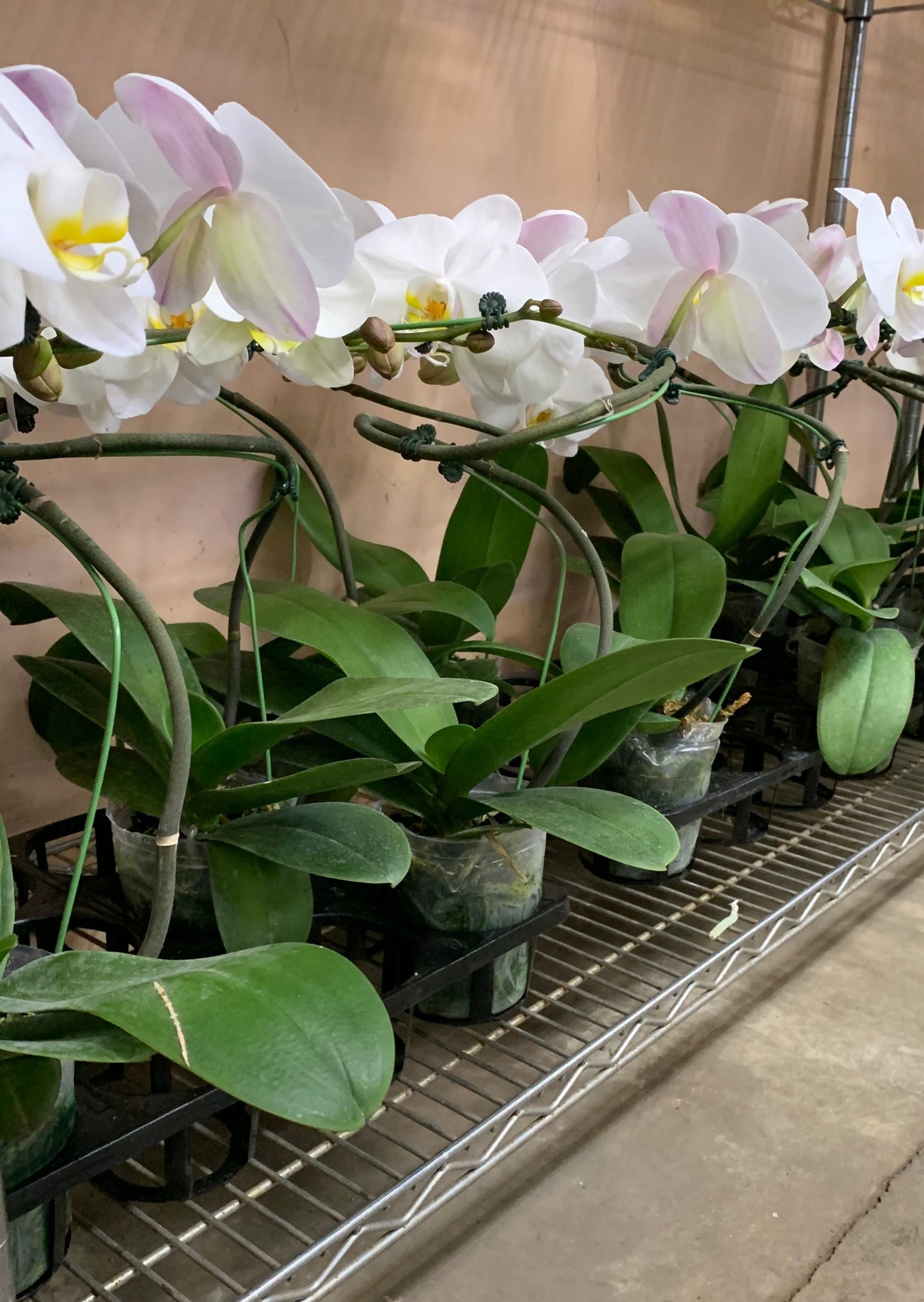 4" Pot Tornado PHALAENOPSIS