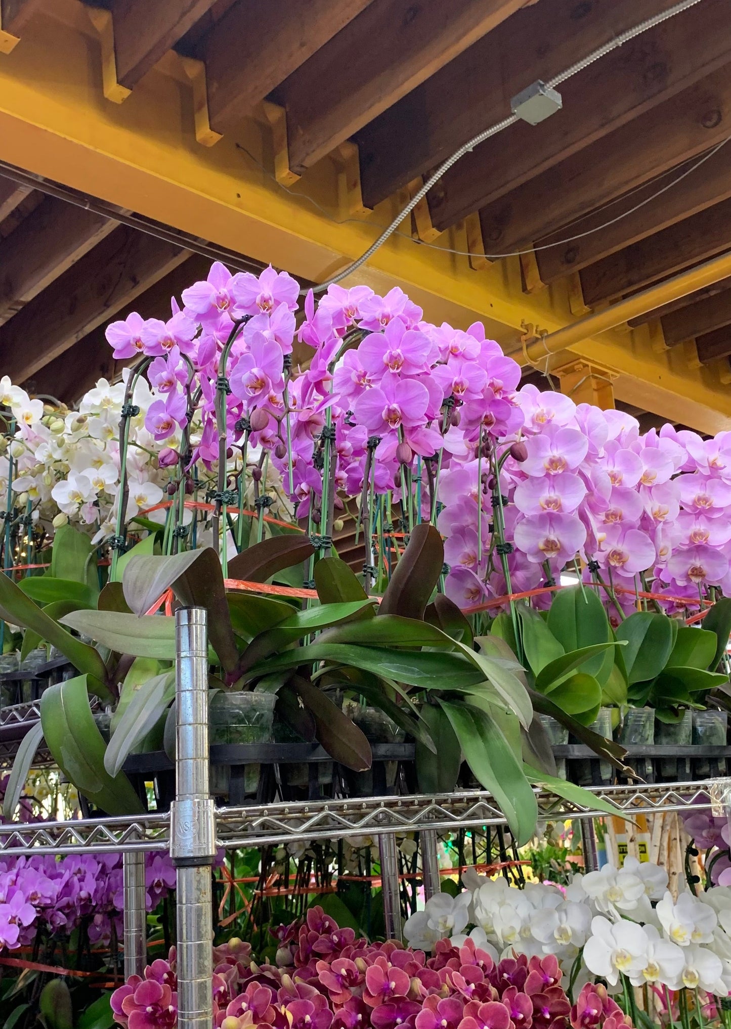 3" Pot Cascade PHALAENOPSIS