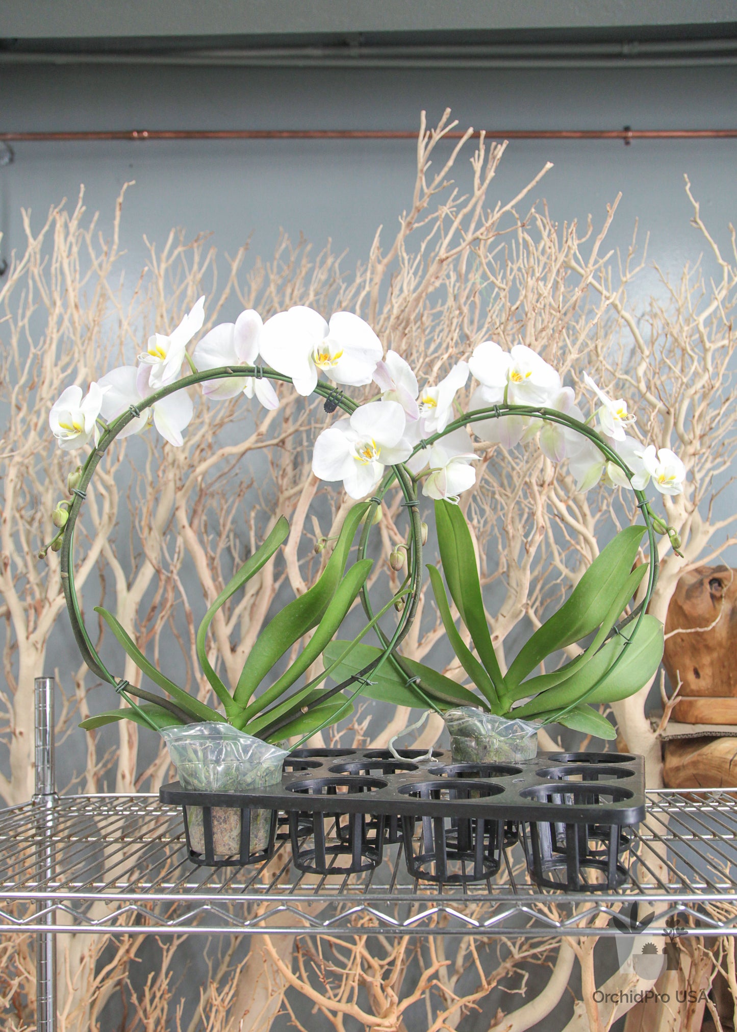 4" Circle/Heart PHALAENOPSIS