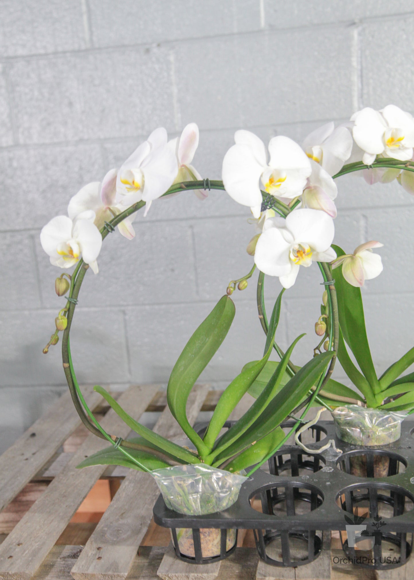 4" Circle/Heart PHALAENOPSIS