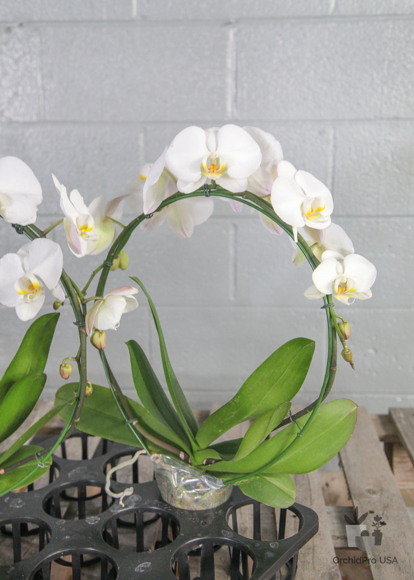 4" Circle/Heart PHALAENOPSIS