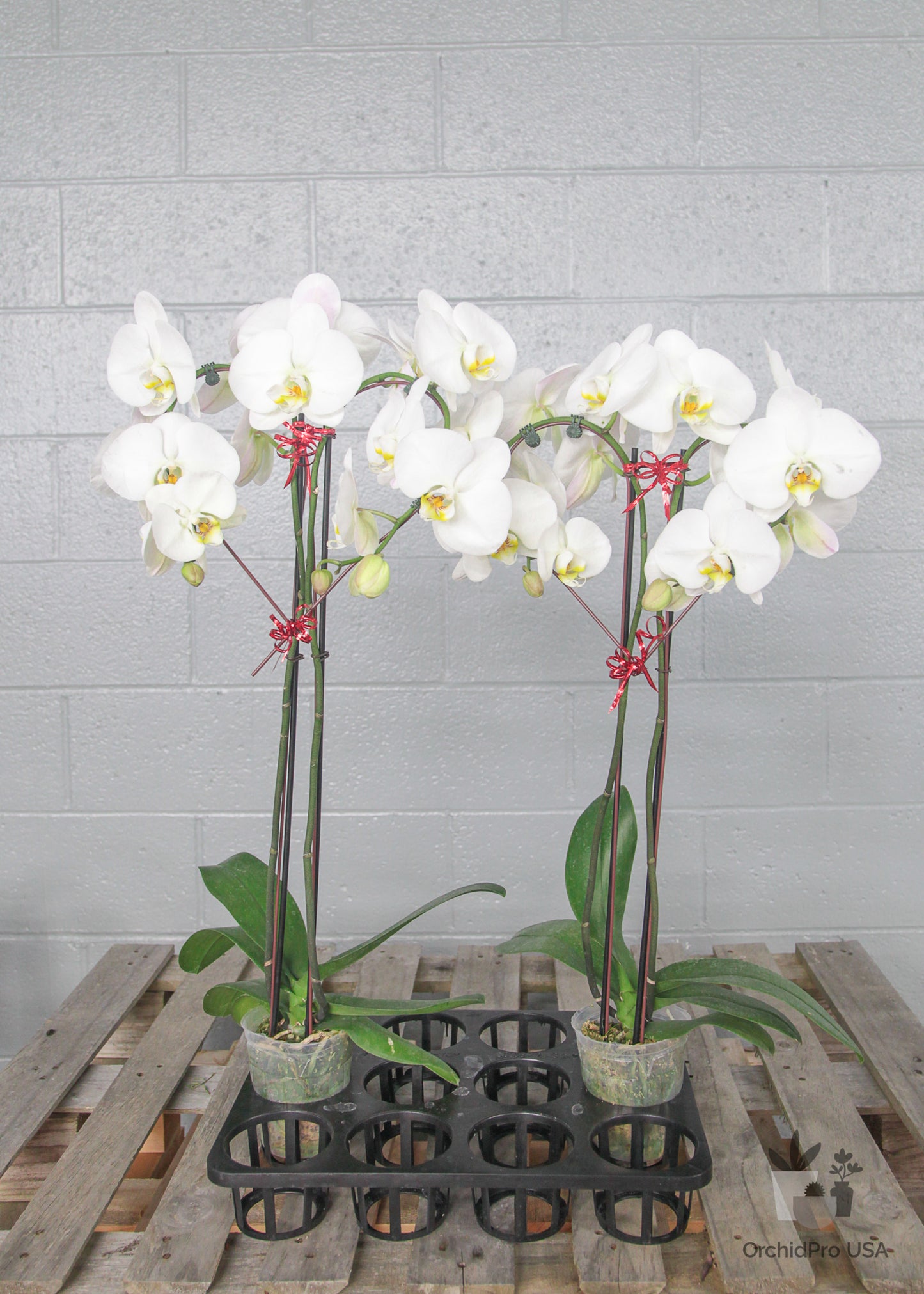 4" Circle/Heart PHALAENOPSIS