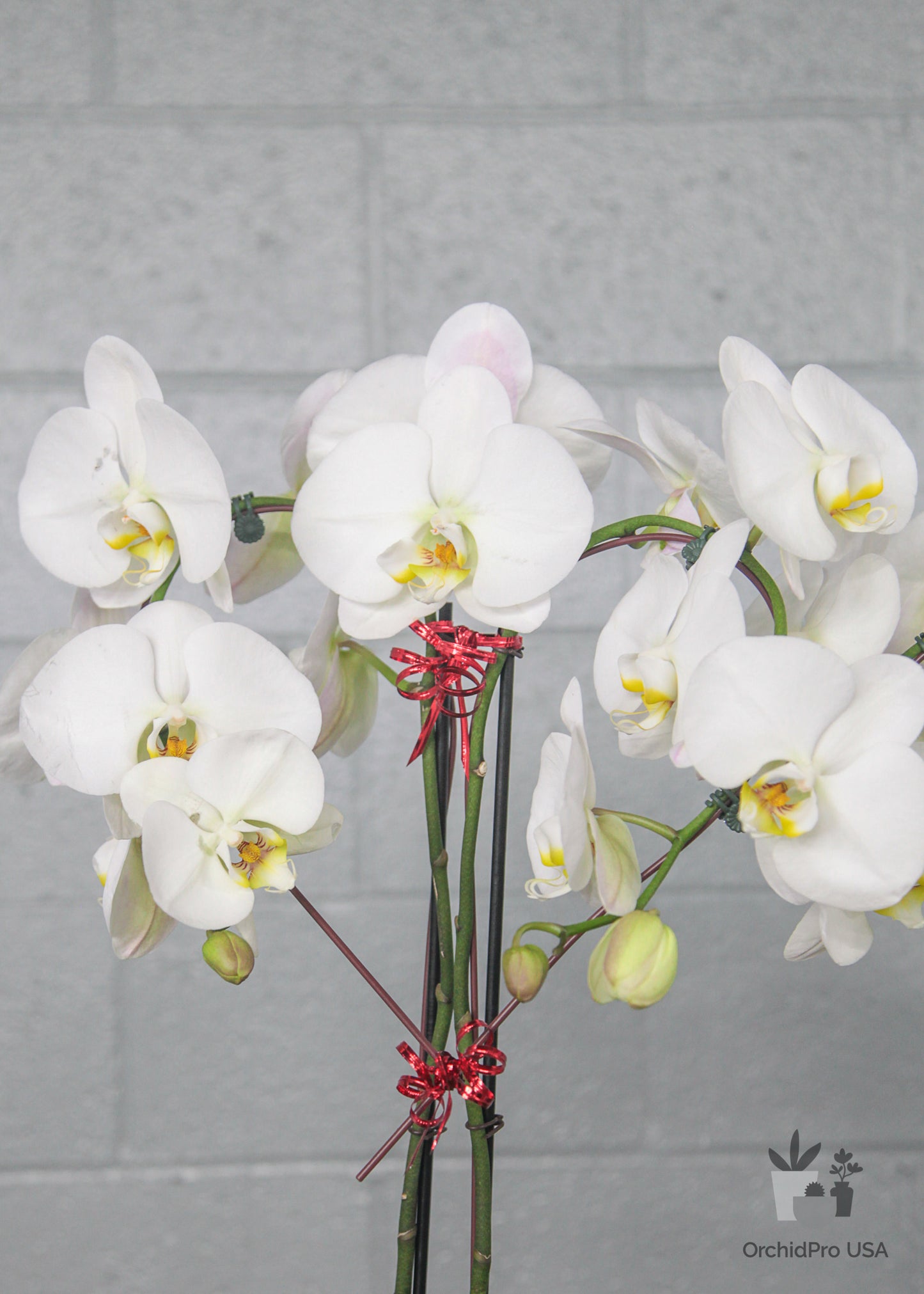 4" Circle/Heart PHALAENOPSIS