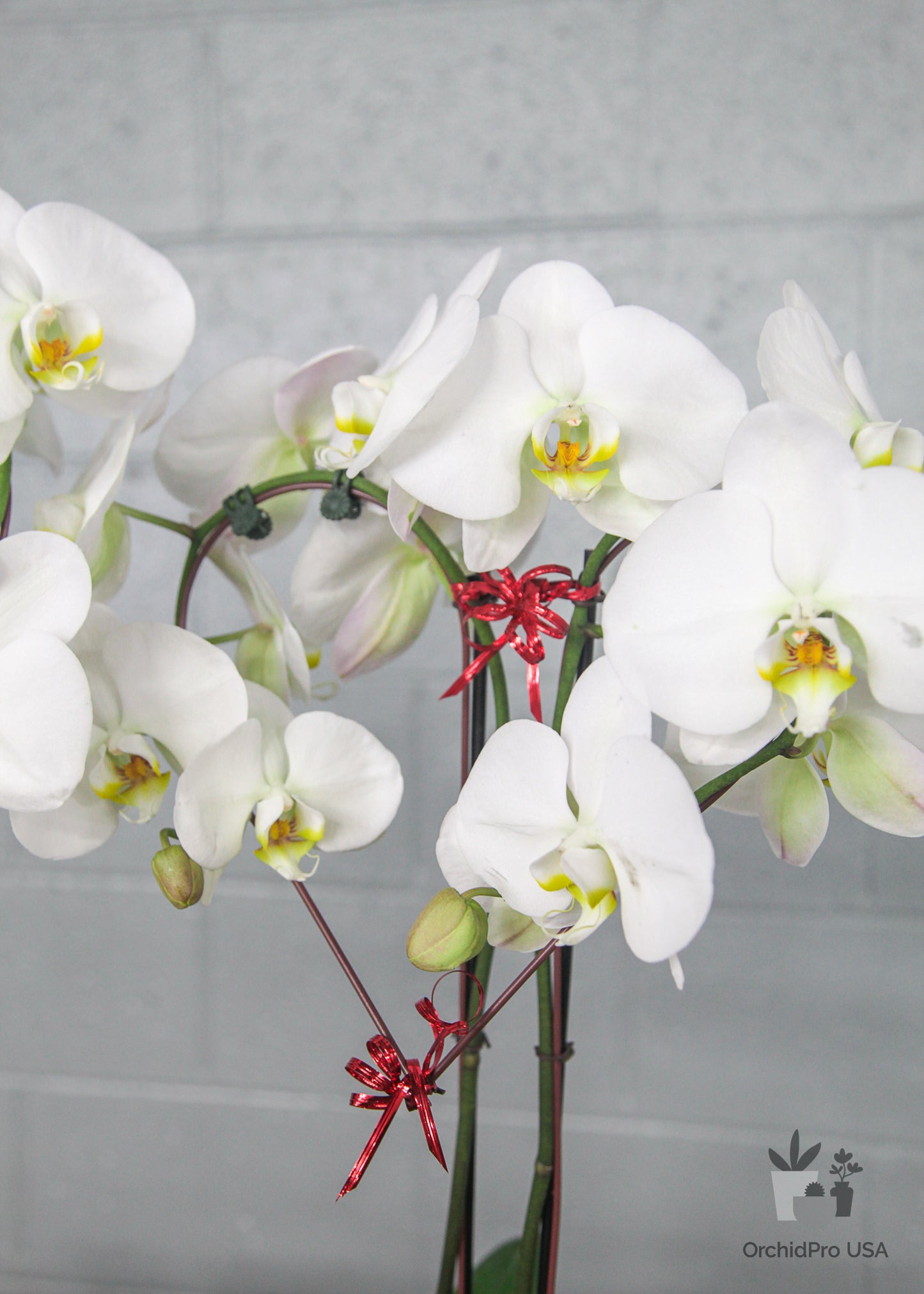 4" Circle/Heart PHALAENOPSIS