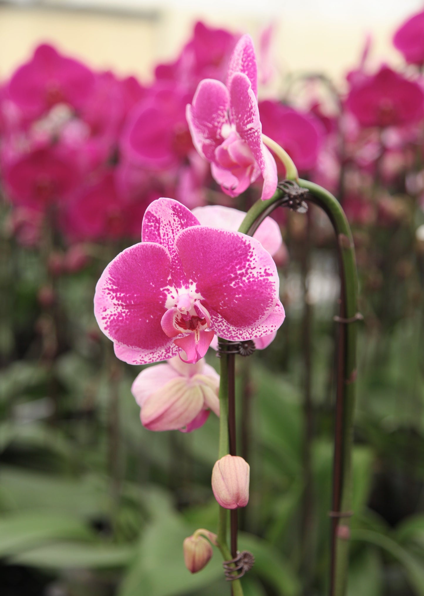 4" Pot Cascade PHALAENOPSIS