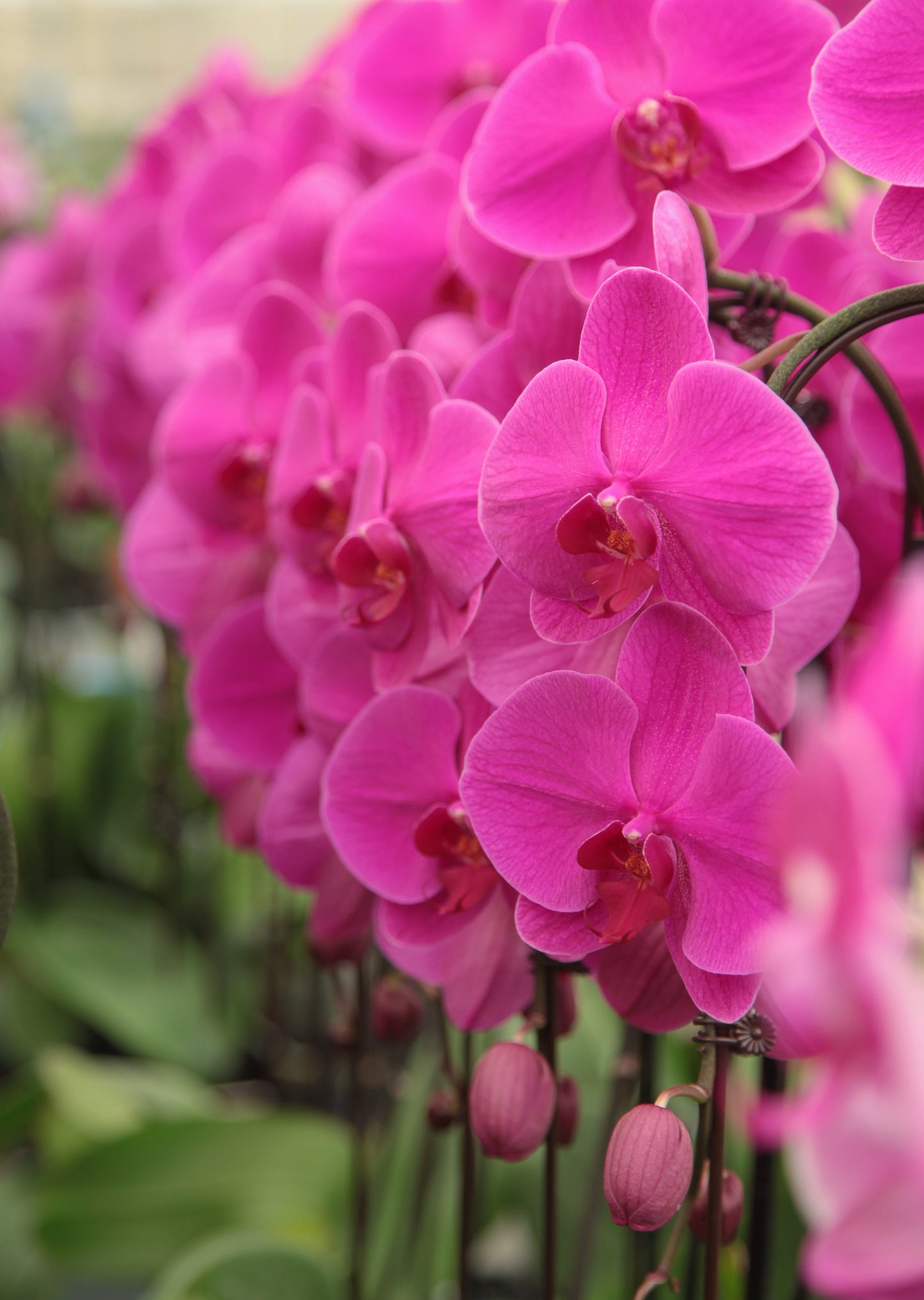 4" Pot Cascade PHALAENOPSIS