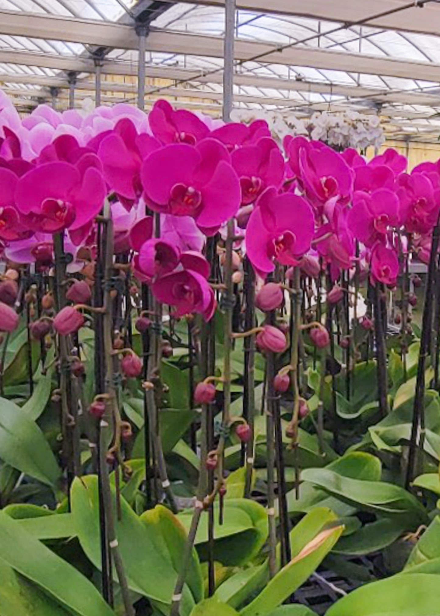 4" Pot Cascade PHALAENOPSIS