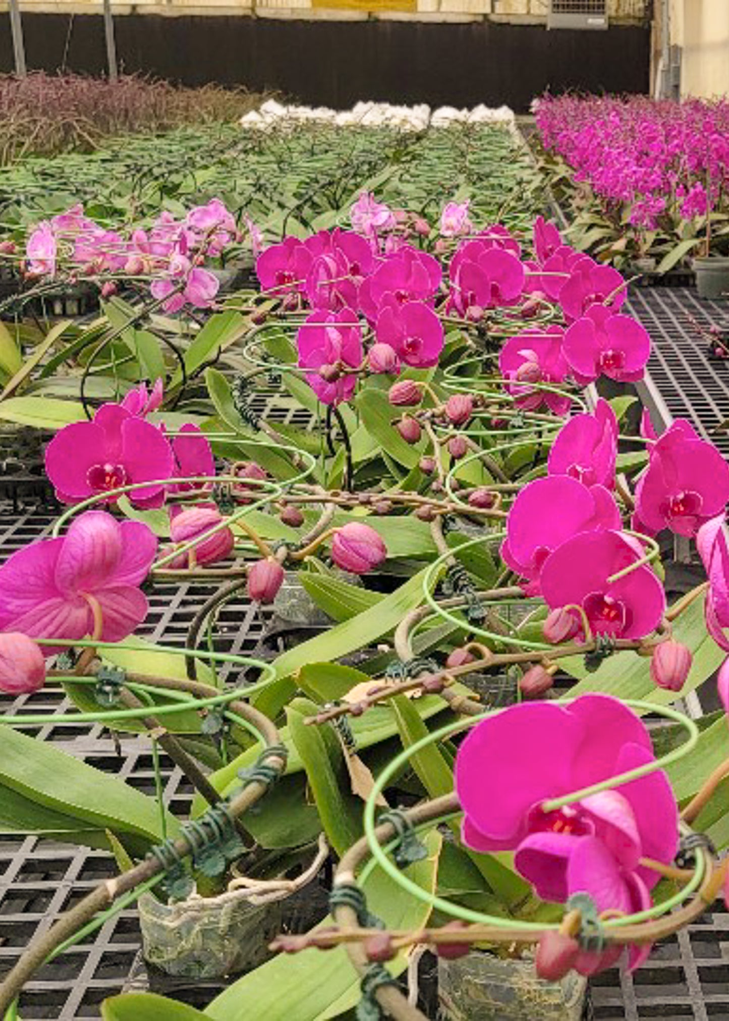 4" Pot Tornado PHALAENOPSIS