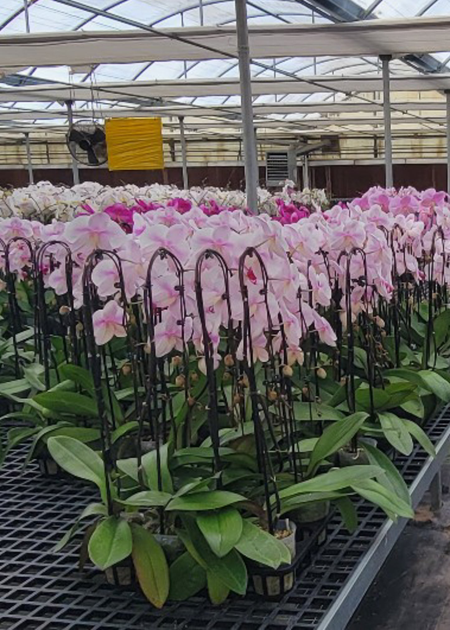 4" Pot Cascade PHALAENOPSIS