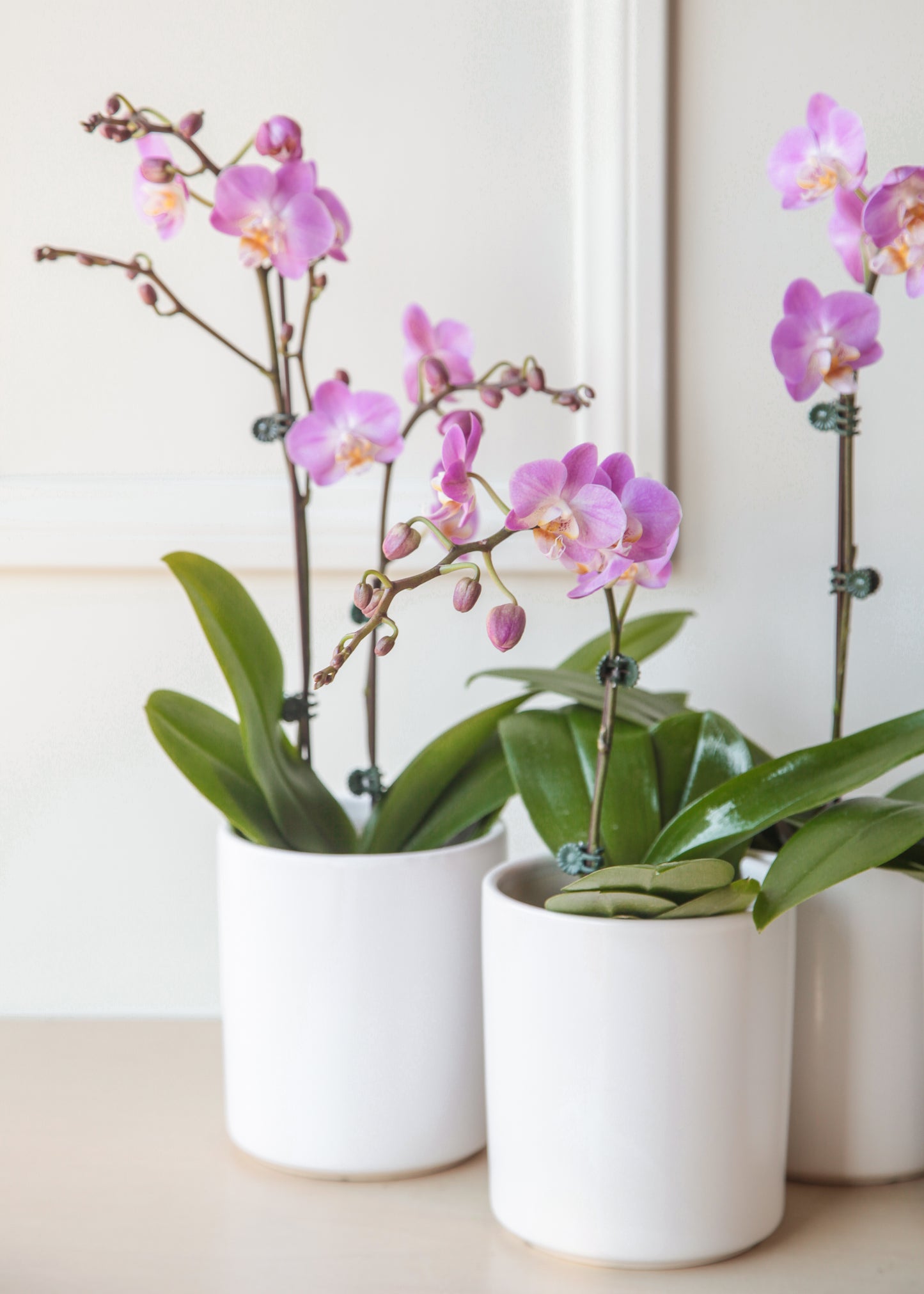 Orchid Arrangement