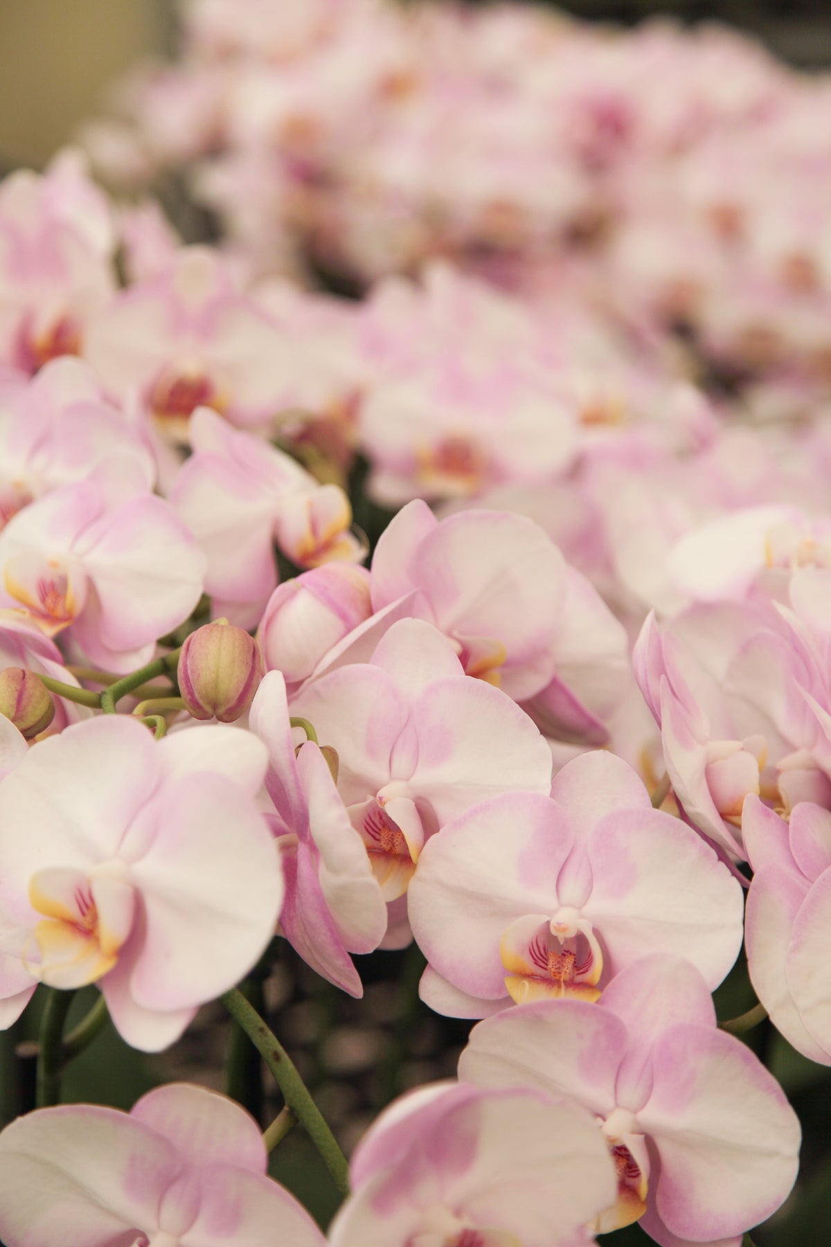 POWERS TO FLOWERS - ORCHIDEA PHALAENOPSIS-BONSAI ROSA STRIATA IN VASO TRONCO D'ALBERO, Pianta Vera - Powers to flowers - piante e fiori POWERS TO FLOWERS - ORCHIDEA PHALAENOPSIS-BONSAI ROSA STRIATA IN VASO TRONCO D'ALBERO, Pianta Vera - Powers to flowers - piante e fiori